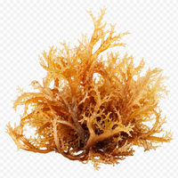 Sea Moss